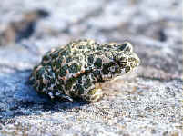 Bufo viridis