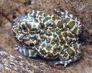 Bufo viridis