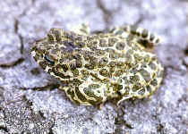 crapaud vert