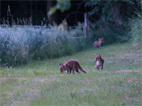 renard vulpes vulpes