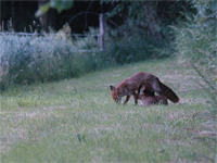 renard vulpes vulpes