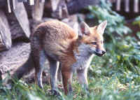 vulpes