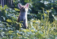 vulpes juvenile
