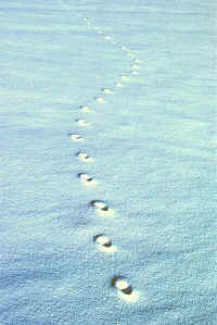 vulpes (traces de pattes)