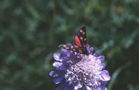 papillon Zygene