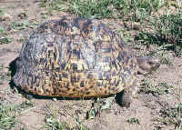Geochelone pardalis, tortue lopard