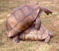Geochelone pardalis babcocki