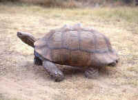 Geochelone pardalis, tortue lopard
