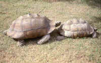 Geochelone pardalis babcocki