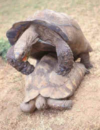 Geochelone pardalis babcocki