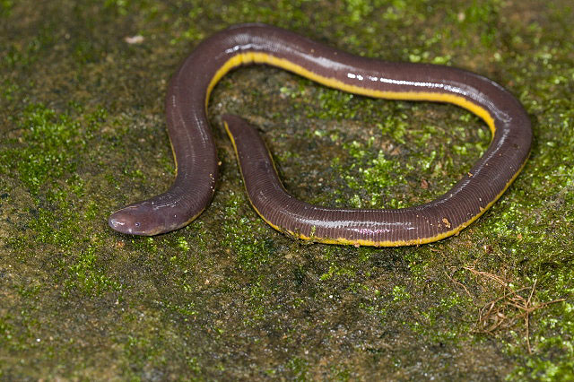 Ichthyophis glutinosus gymnophiona amphibien (batracien) apode