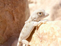 Pristurus carteri