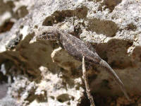 Pristurus sp