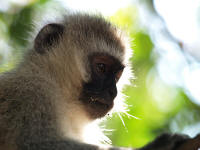Pwebcercopithecus.jpg