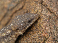 Pwebcordylus.jpg