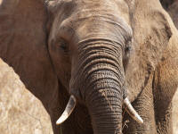 Pwebelephant2.jpg