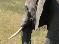 Pwebelephant3.jpg