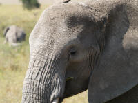Pwebelephant4.jpg