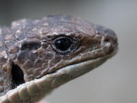 Pwebgerrhosaurus.jpg