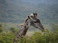 Pwebgirafe.jpg