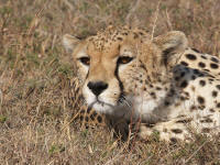 Pwebguepard.jpg