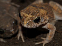 Pwebgutturalis.jpg