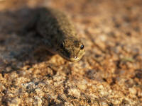 Pweblygodactylus.jpg