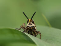 Pweborthoptere.jpg