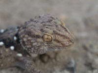 Pwebpachydactylus.jpg