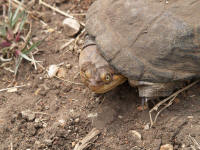Pwebpelomedusa.jpg