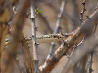 Pwebpsammophis1.jpg