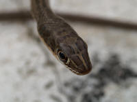 Pwebpsammophis3.jpg