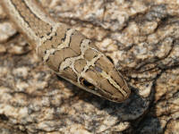 Pwebpsammophis.jpg