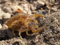 Pwebscorpion.jpg