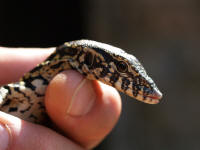 Pwebvaranus.jpg