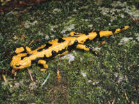 Salamandra salamandra gigliolii
