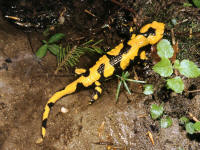 Salamandra salamandra gigliolii