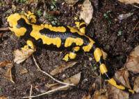 Salamandra salamandra gigliolii