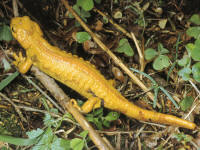 Salamandra salamandra gigliolii