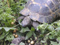 tortue