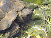 tortue