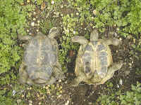 Tortue