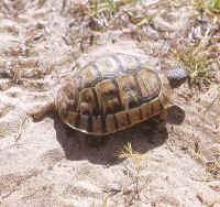Tortue Grecque