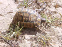 Tortue Grecque