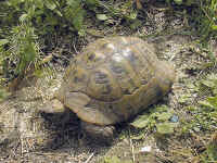 Tortue d'Hermann