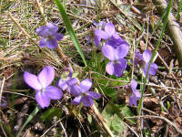 Viola_odorata.jpg