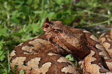 vipera aspis