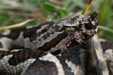 vipera aspis