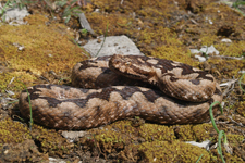 vipera aspis