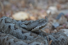 vipera aspis